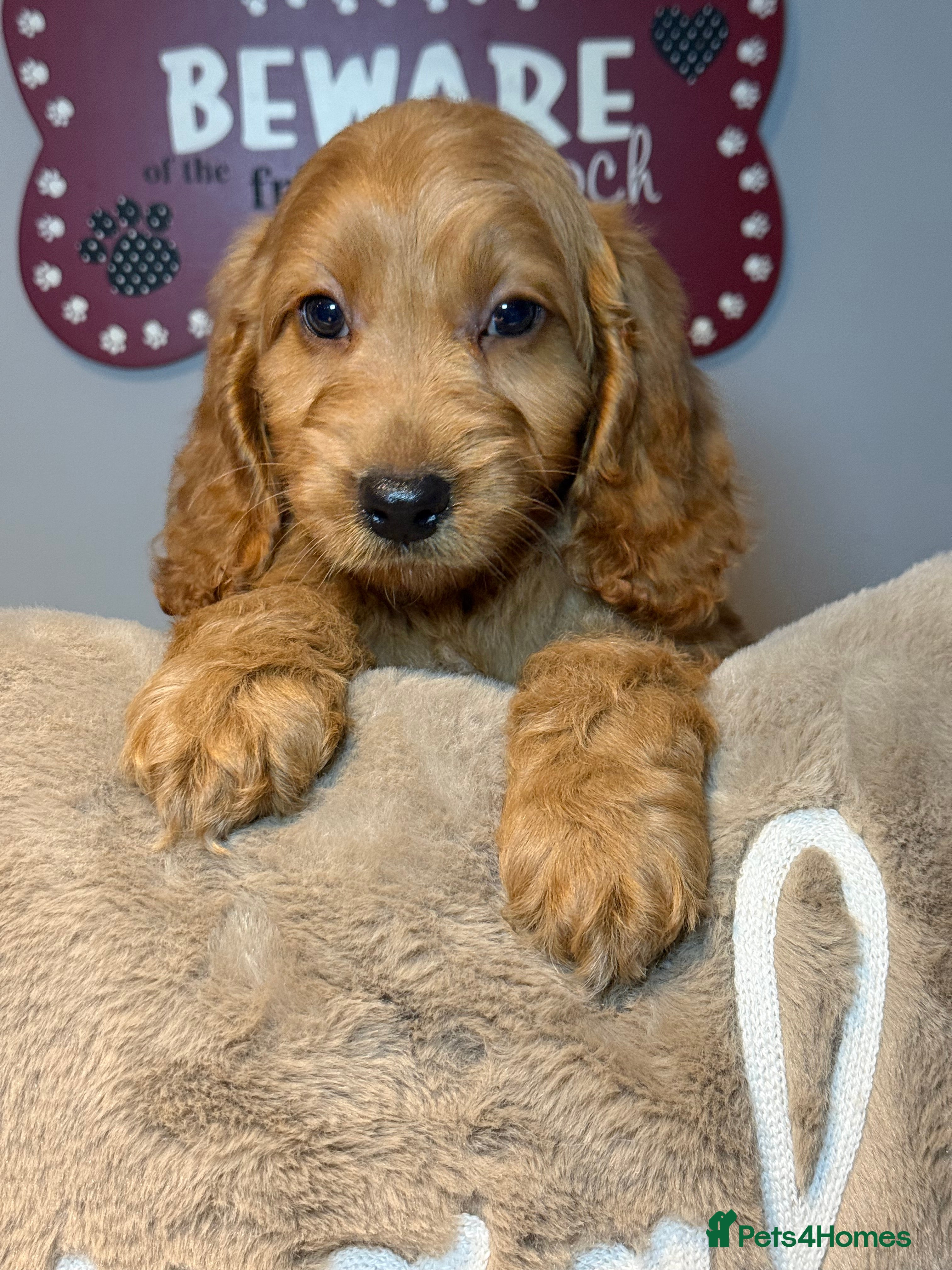 Cockapoo dogs Stunning Red F1 Cockapoo’s ready now  - Advert 5