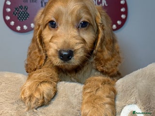 Cockapoo dogs Stunning Red F1 Cockapoo’s ready now - Advert 9