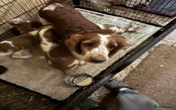 Welsh Springer Spaniel dogs for sale: Beautiful Welshie pups - Image 3