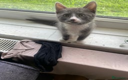 Domestic Shorthair cats for sale: Adorable Grey & White Kitten Looking for a home. - Image 5
