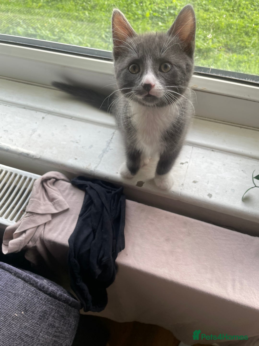 Domestic Shorthair cats for sale: Adorable Grey & White Kitten Looking for a home. - Image 5