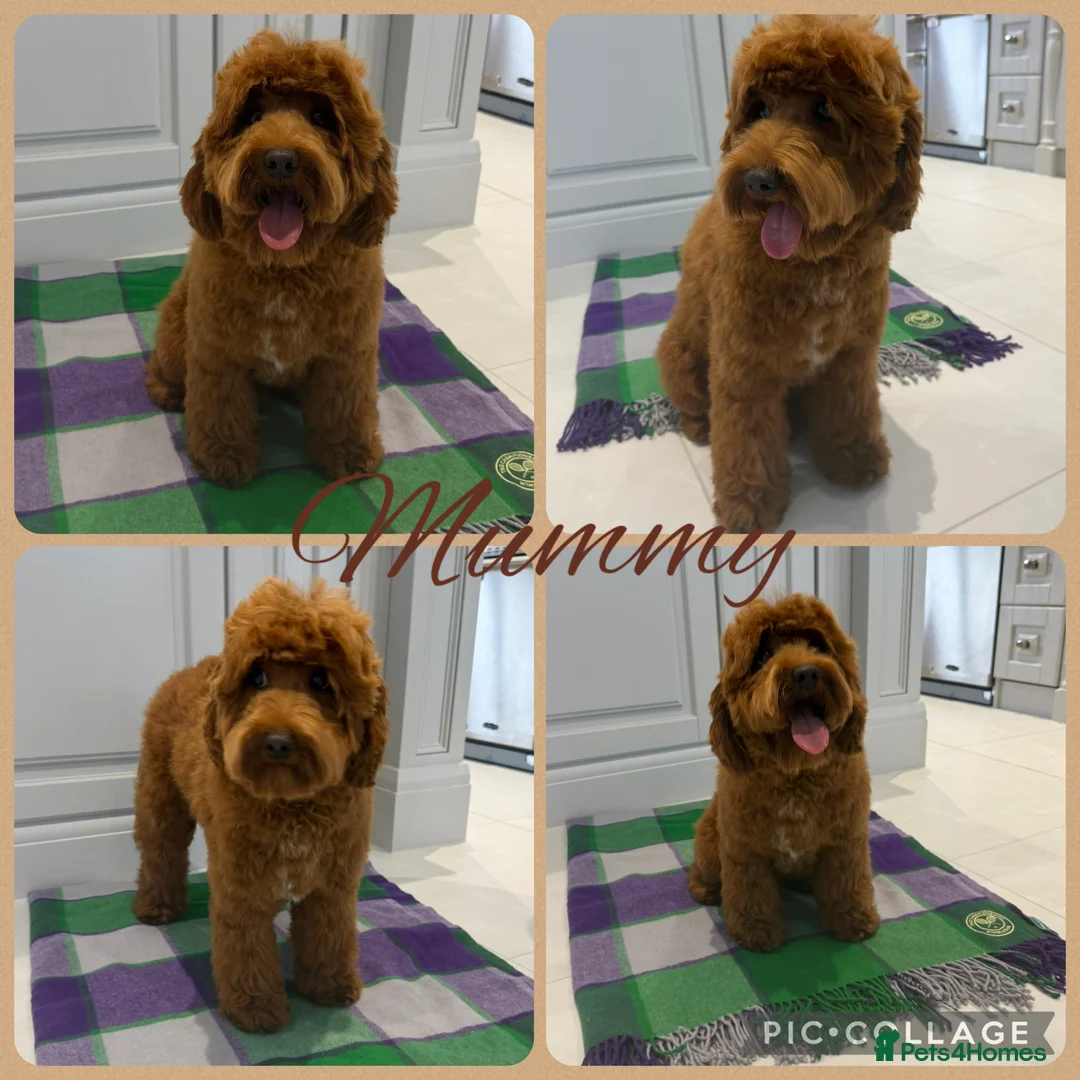 Australian Labradoodle dogs for sale: Prestige Australian labradoodle puppies💜 - Advert 2