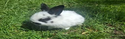 Dwarf Lop rabbits for sale: Dwarf Lop Baby Rabits in Wetherby - Advert 8