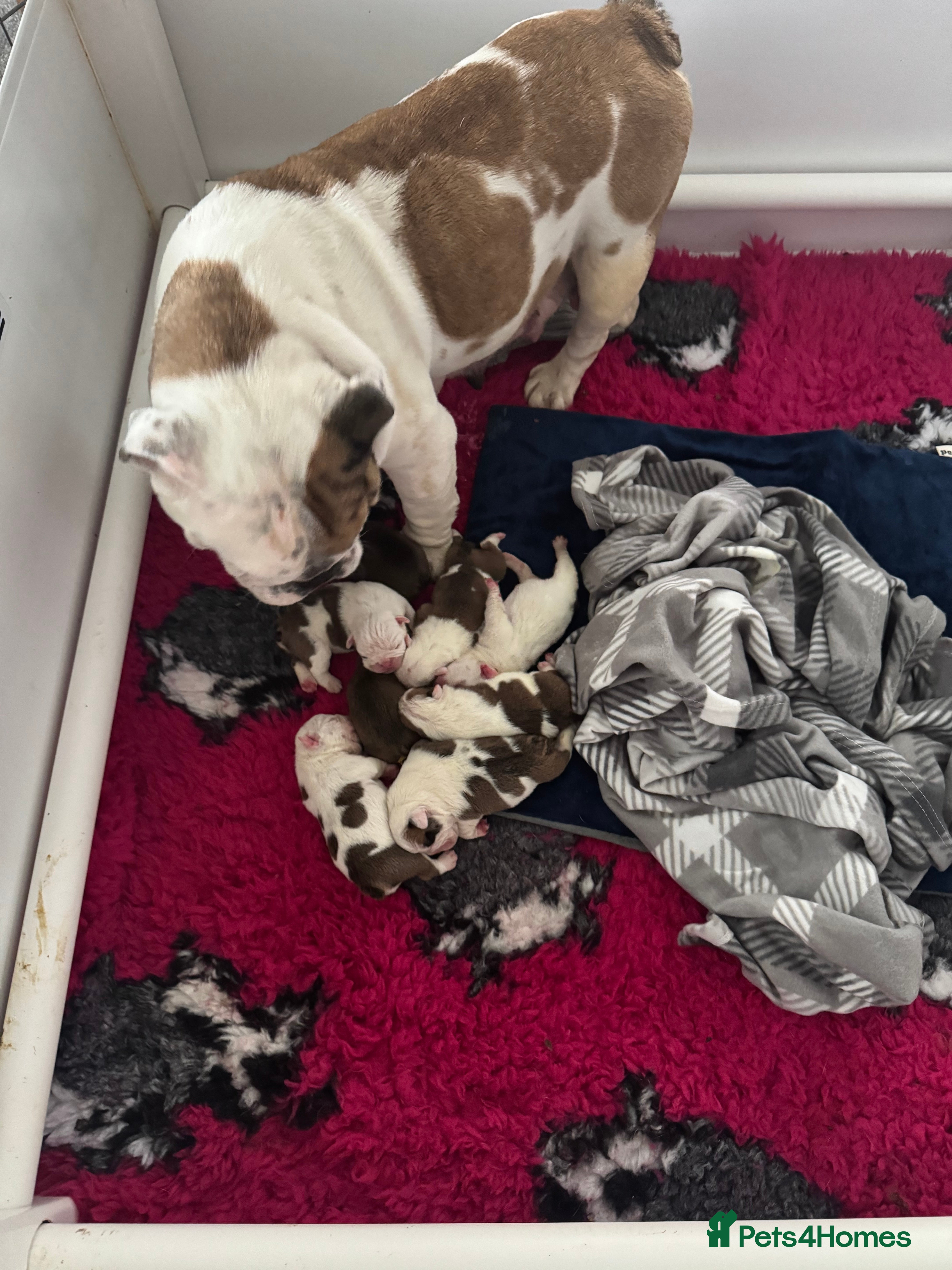 English Bulldog dogs KC REGISTERED Red/White English Bulldog Puppies  - Advert 1