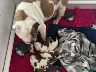 English Bulldog dogs KC REGISTERED Red/White English Bulldog Puppies - Advert 10