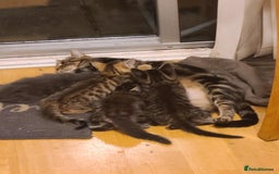 Mixed Breed cats for sale: 4 flufball looking for new home - Image 8