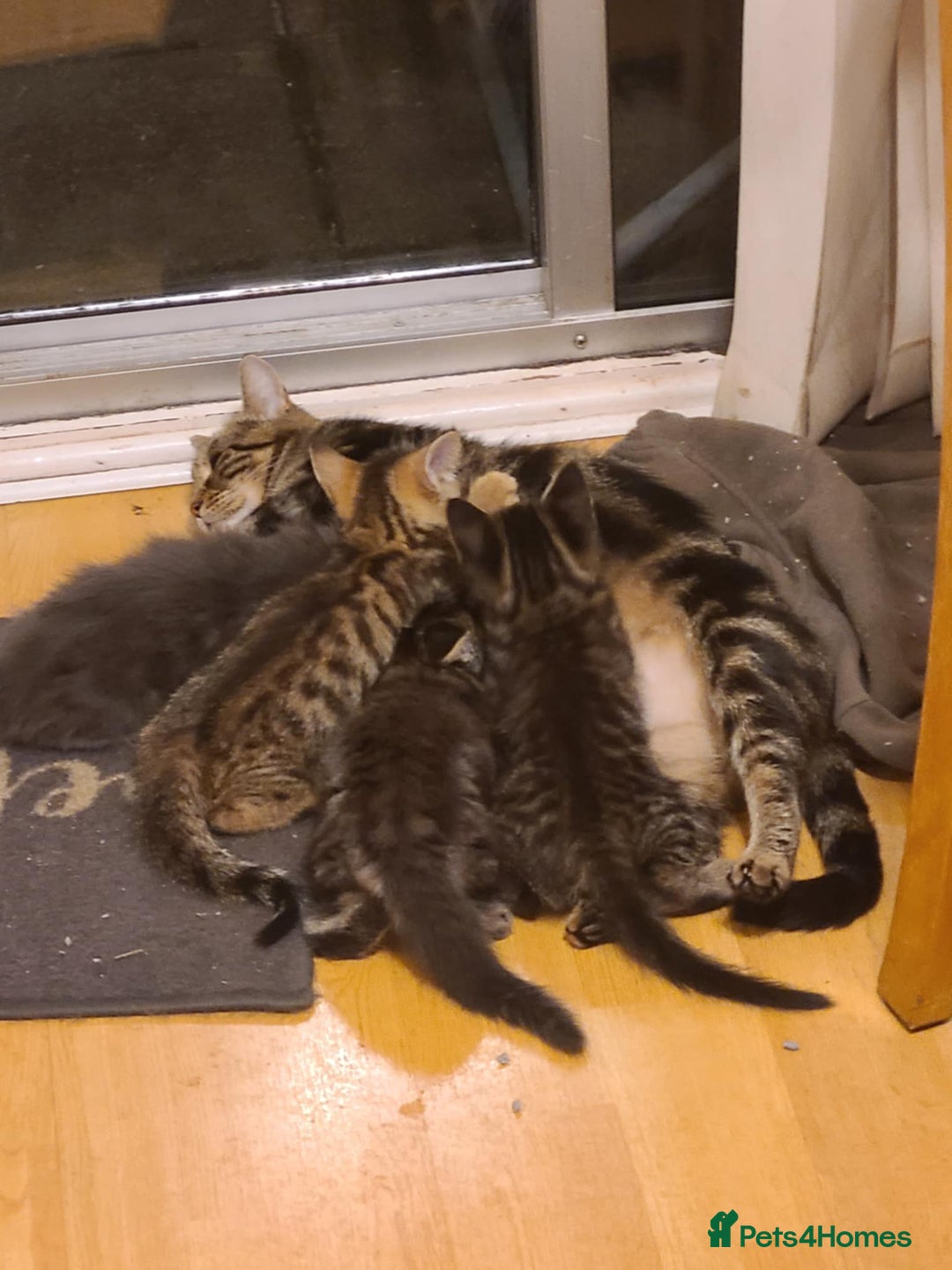 Mixed Breed cats for sale: 4 flufball looking for new home - Image 8
