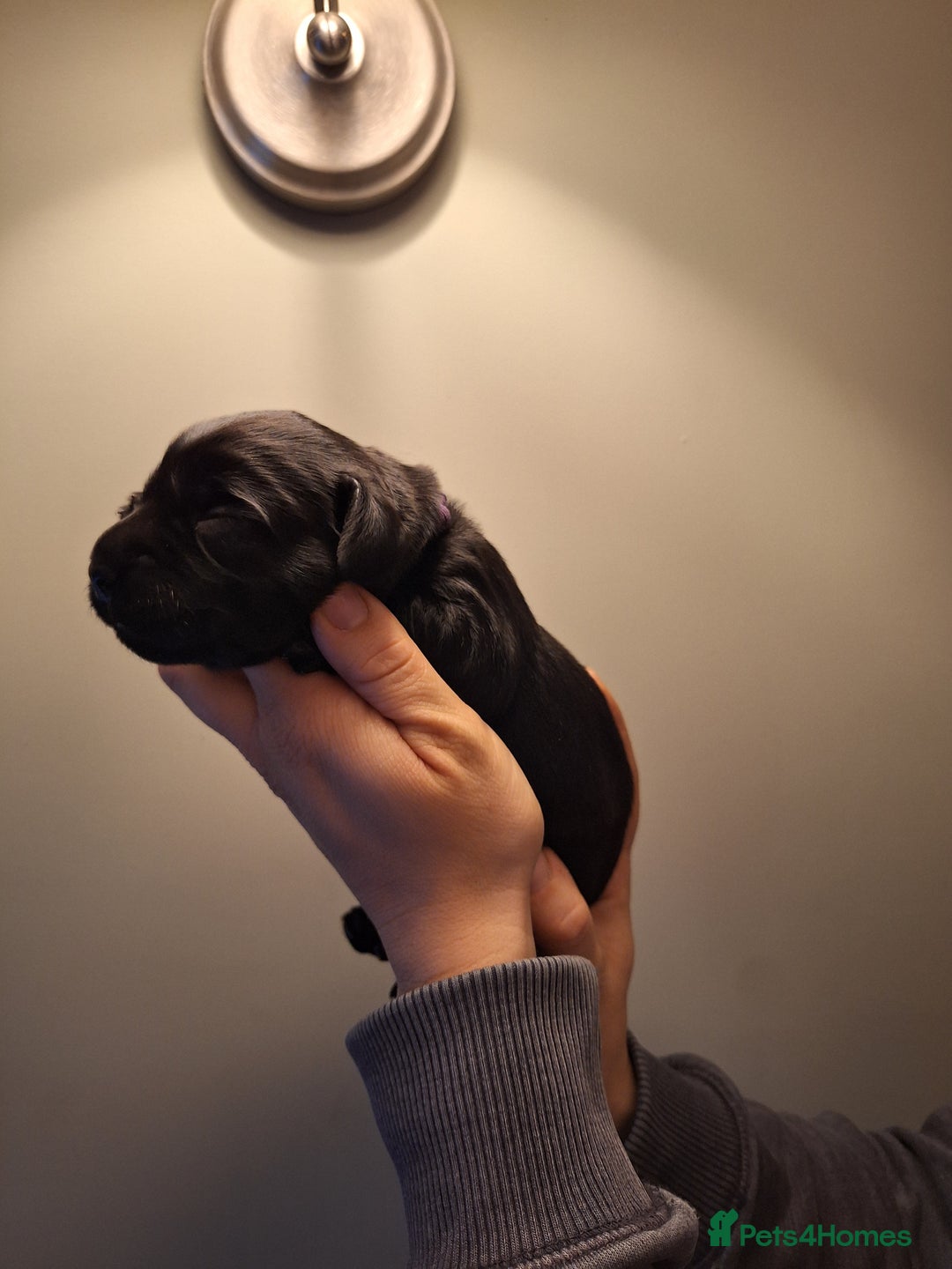 Cockerdor dogs for sale: stunning cockerdors (1left)🐶 5⭐️ licensed breeder - Advert 30