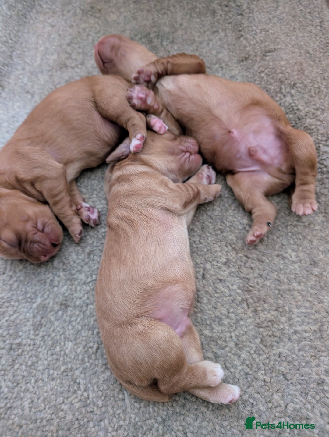 Cocker Spaniel dogs for sale: Golden cocker spaniel - Image 16