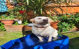 Labrador Retriever dogs for sale: Labrador sadly needs to be rehomed  - Image 2