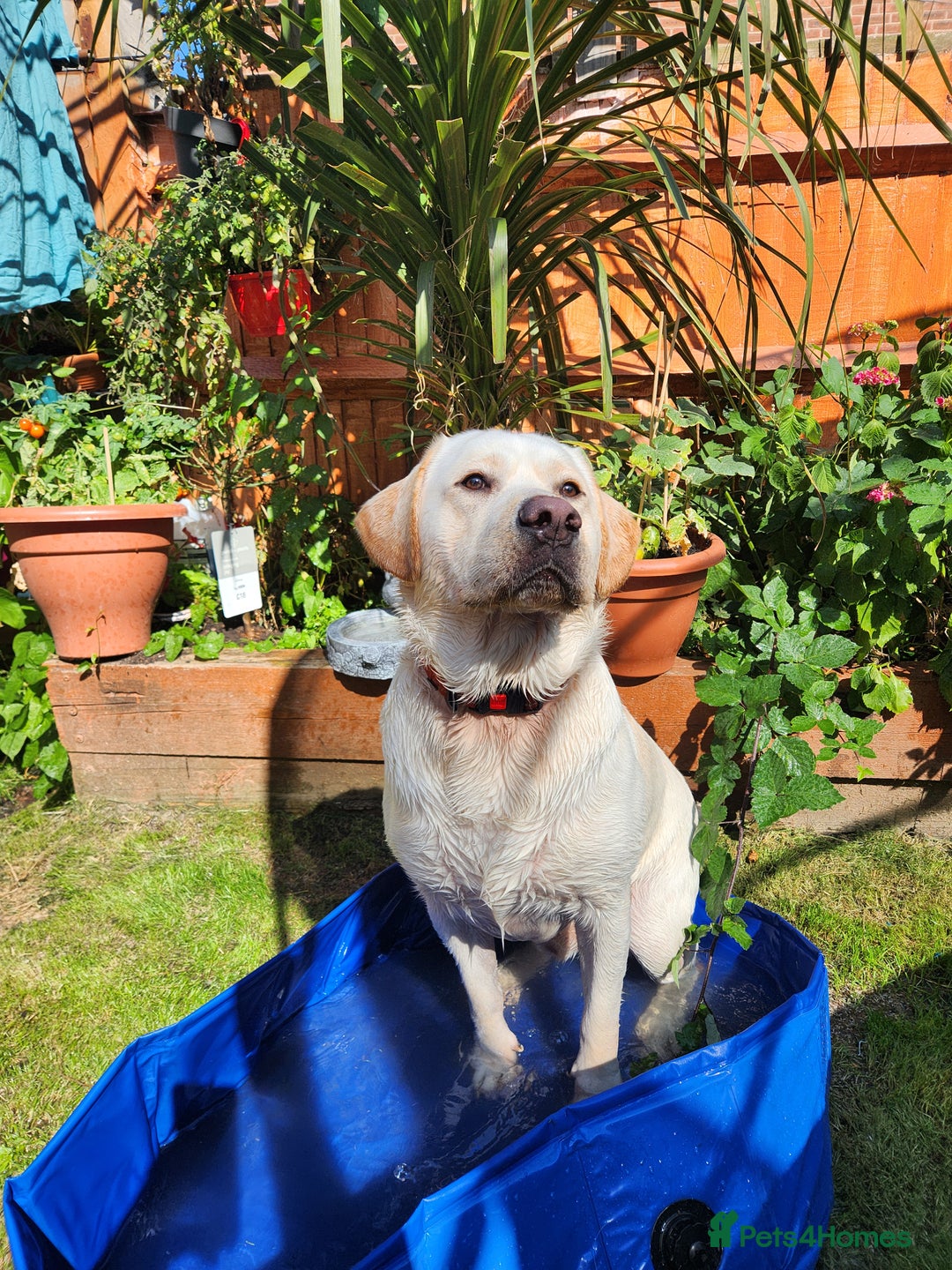Labrador Retriever dogs for sale: Labrador sadly needs to be rehomed  - Image 2