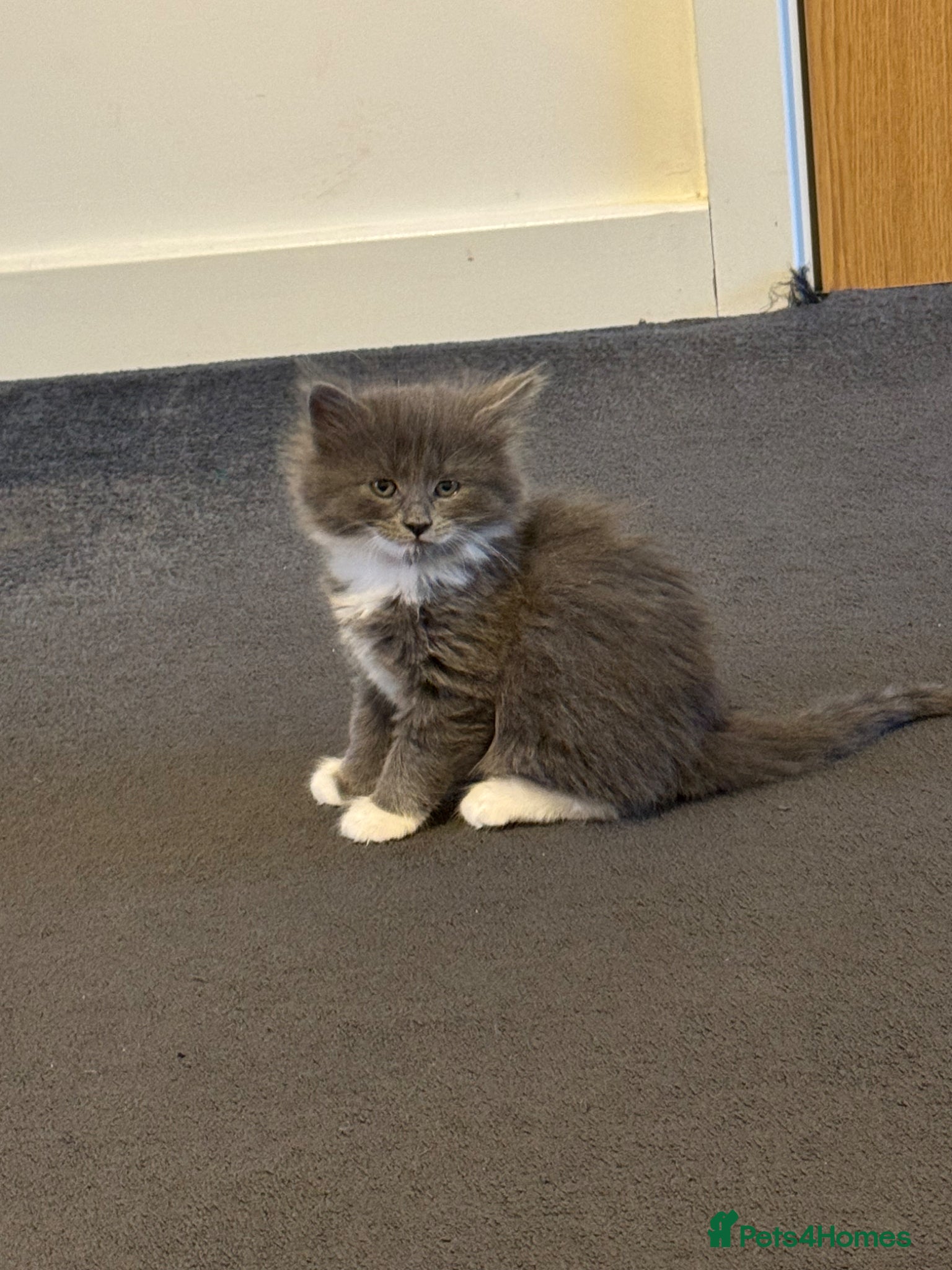 Mixed Breed cats Kittens  - Advert 1