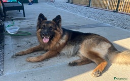 German Shepherd dogs for stud: German Shepherd For Stud - Image 9