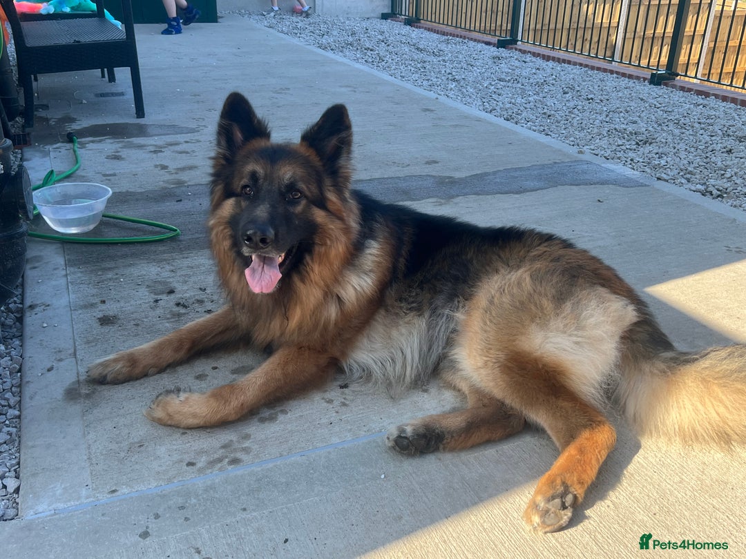 German Shepherd dogs for stud: German Shepherd For Stud - Image 9