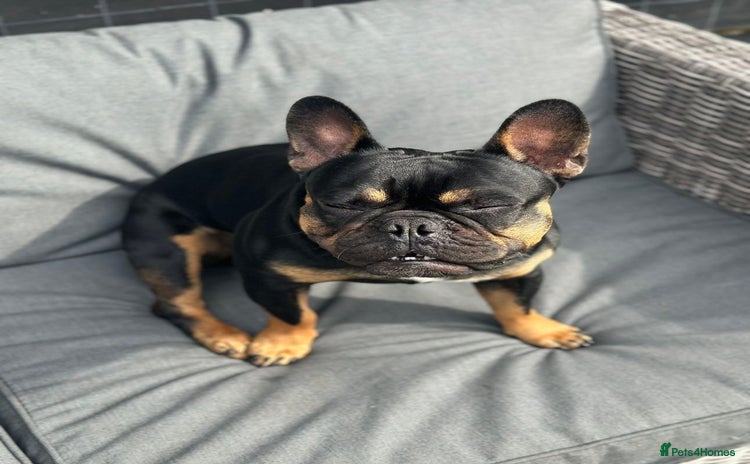 French Bulldog dogs - Advert 9