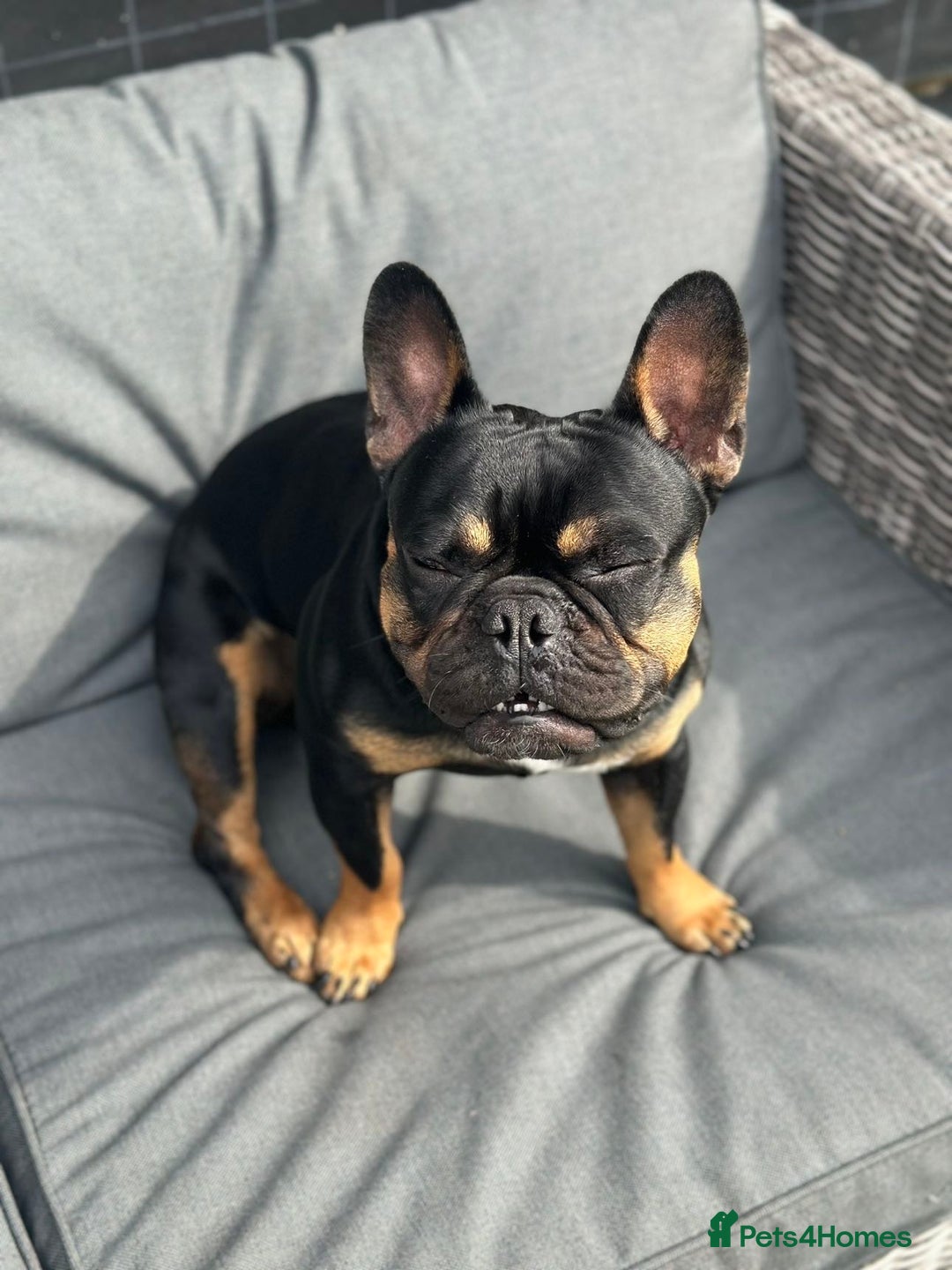French Bulldog dogs for stud: French bulldog for stud 🐾 - Image 1