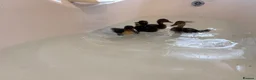 Ducks poultry for sale: Pure mallards  in Aberdare - Advert 4