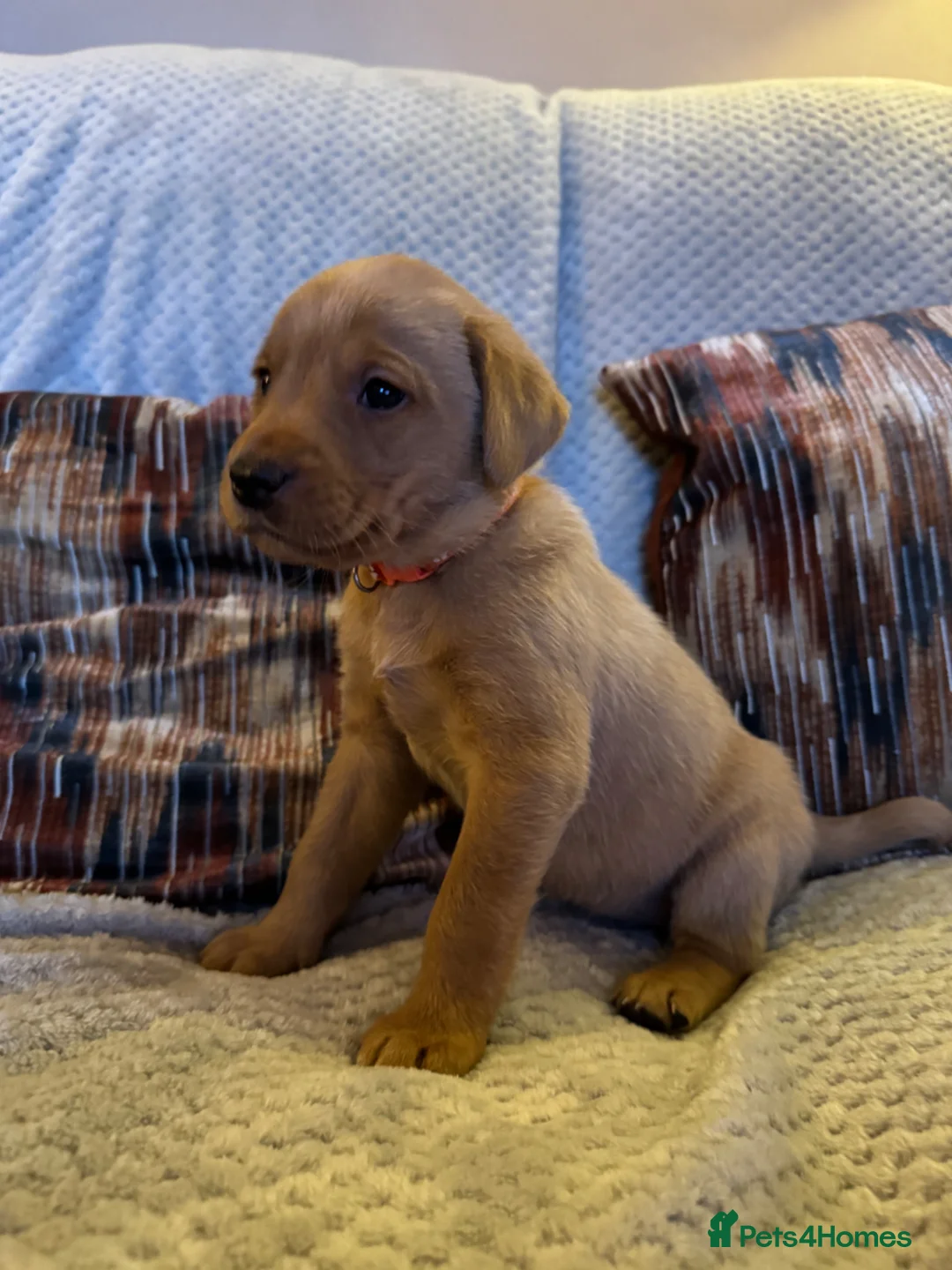 Labrador Retriever dogs for sale: Last three! FTCH BLOODLINES Labrador puppies - Advert 11