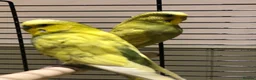 Budgerigars birds for sale: Pair of budgies Male and Female - Advert 1