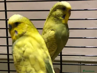 Budgerigars birds Pair of budgies Male and Female - Advert 1