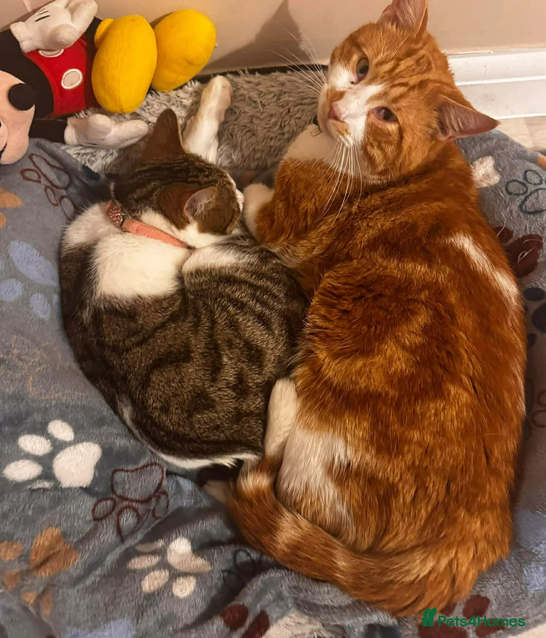 Mixed Breed cats for sale: 2 beautiful kittens looking for their forever home - Advert 2