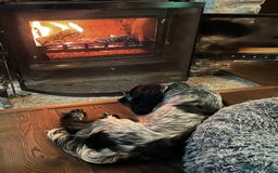 Cocker Spaniel dogs for sale: Stud Spaniel - Blue Roan for sale - Image 6