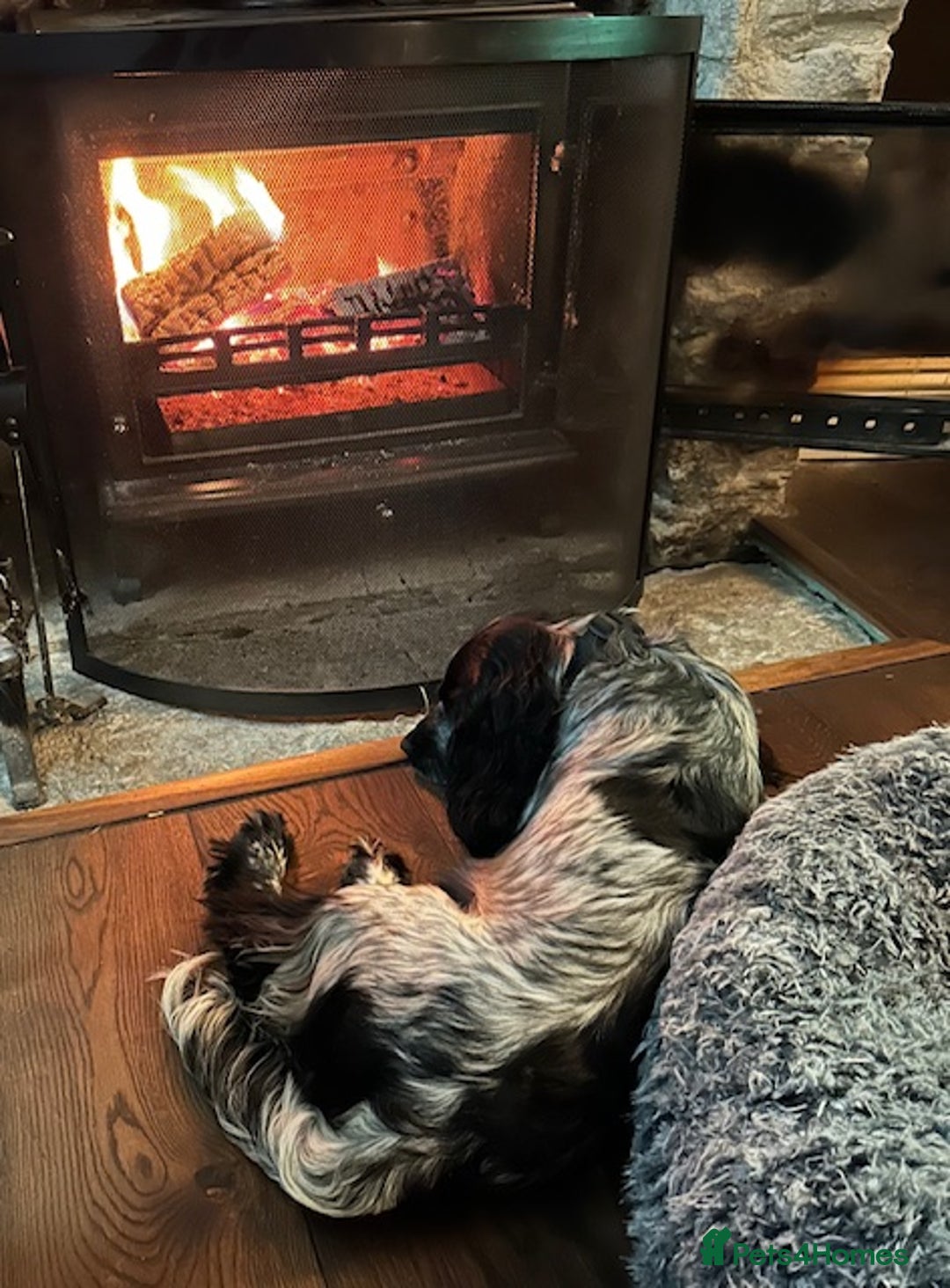 Cocker Spaniel dogs for sale: Stud Spaniel - Blue Roan for sale - Image 6