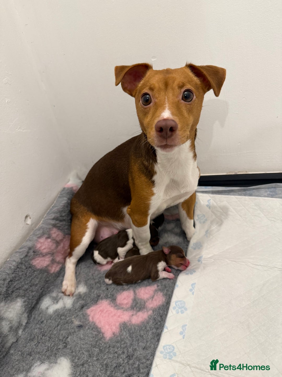 Jack Russell dogs for sale: Miniature Jack Russell pups - Advert 4