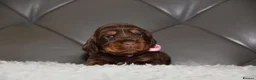 Cocker Spaniel dogs for sale: Kc Reg Show Type Cocker Spaniel  Health Tested - Advert 34