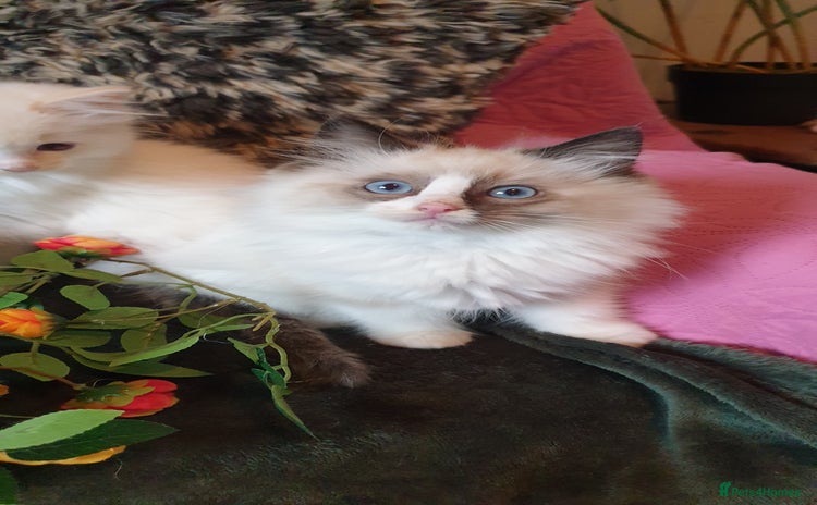 Ragdoll cats - Advert 1