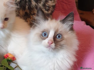 Ragdoll cats - Advert 2