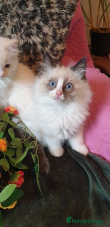 Ragdoll cats - Advert 1