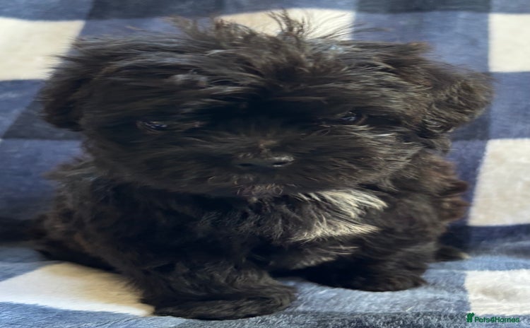 Maltipoo dogs - Advert 3