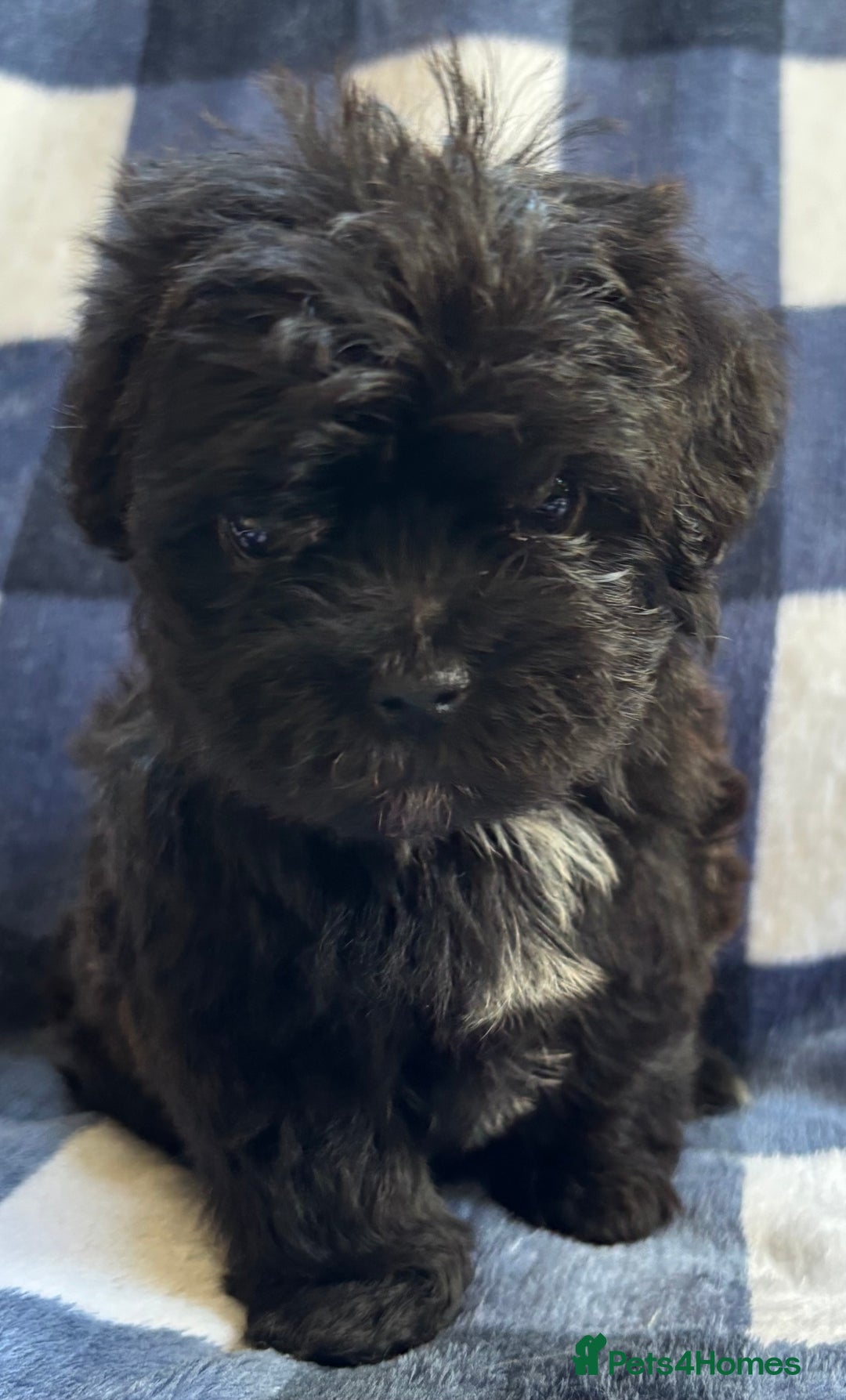 Maltipoo dogs for sale: Stunning Maltipoo Puppies ⭐️ DNA Tested ⭐️ - Image 26