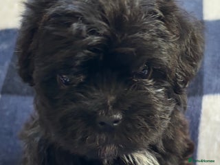 Maltipoo dogs - Advert 4
