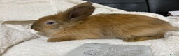Mixed Breed rabbits for sale: Last Beautiful Bunny ready for new home - Advert 1