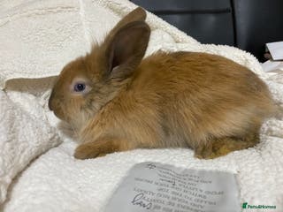 Mixed Breed rabbits Last Beautiful Bunny ready for new home - Advert 21