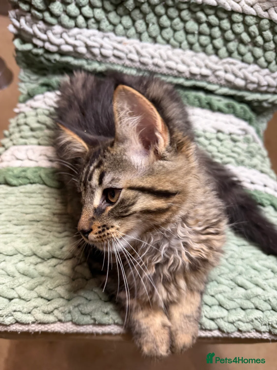 Maine Coon cats for sale: FINAL BOY! Maine Coon Cross Kitten Ready Now!  - Advert 5