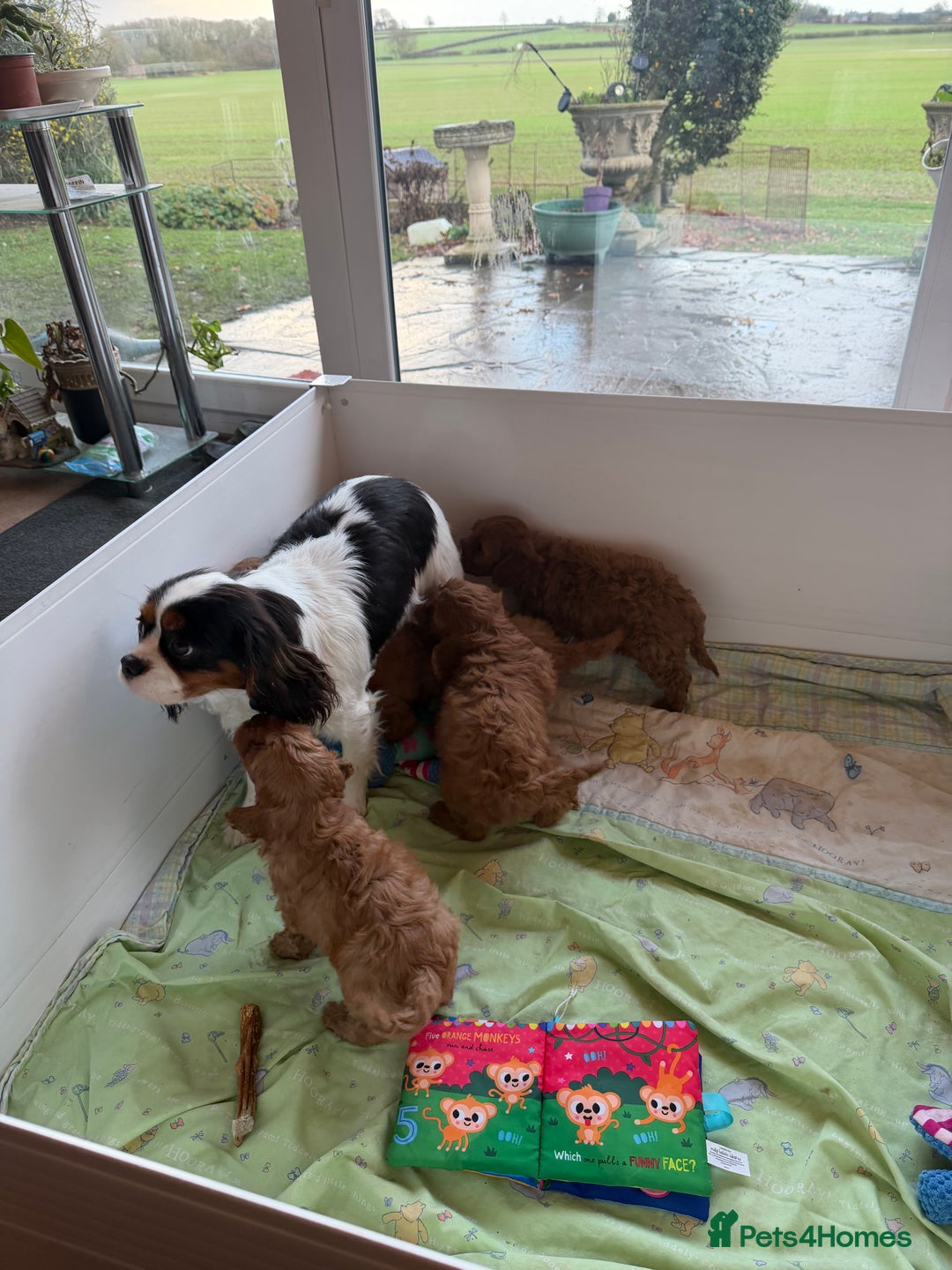 Cavapoo dogs for sale: Stunning fox red Cavapoo puppies - Advert 2