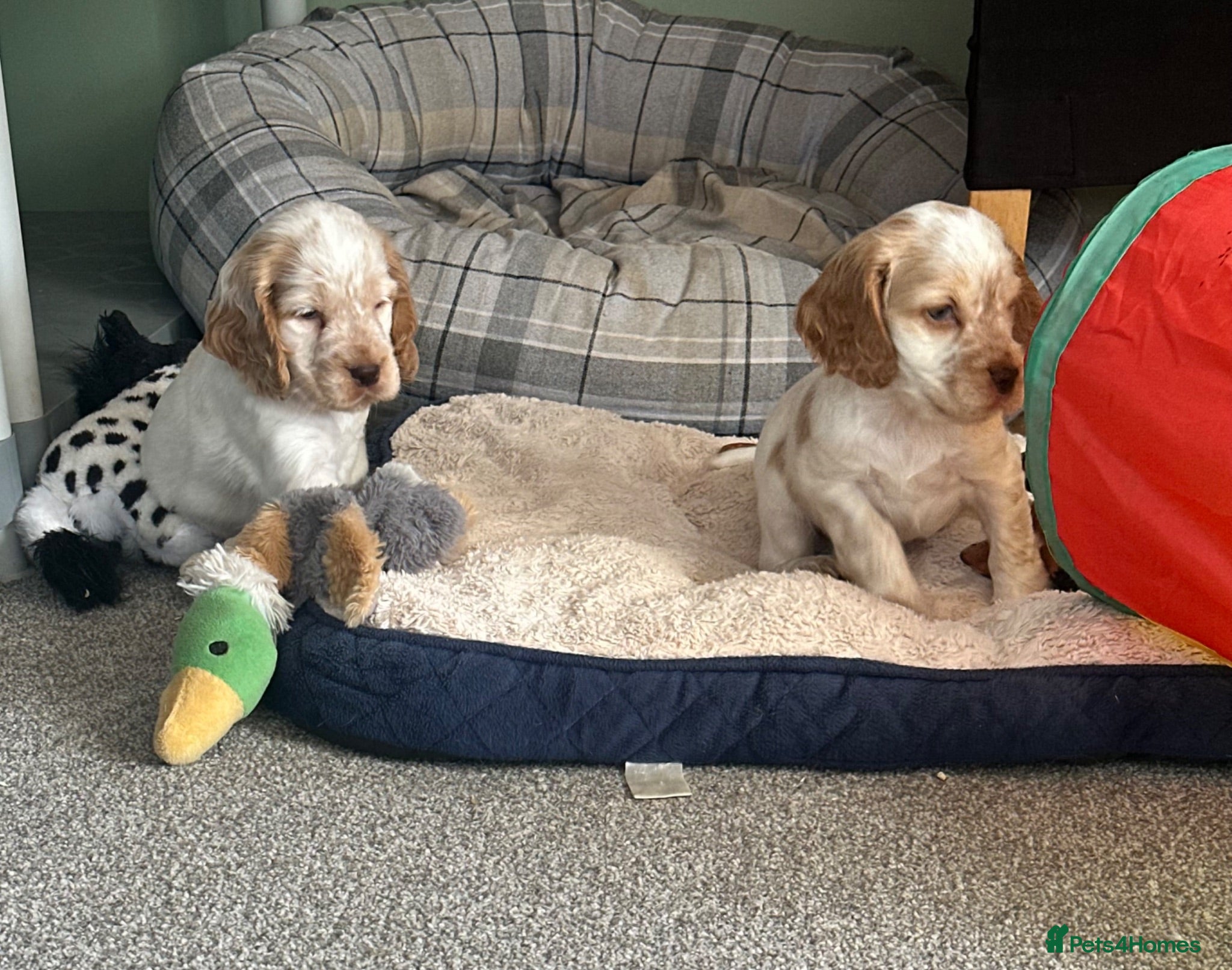 Cocker Spaniel dogs Stunning Orange roan boys - Advert 2