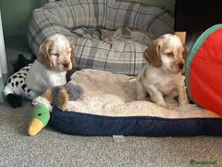 Cocker Spaniel dogs Stunning Orange roan boys - Advert 2