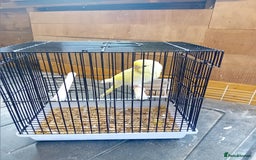 Budgerigars birds for sale: Young budgies  - Image 2
