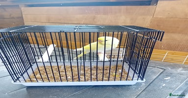 Budgerigars birds - Advert 11