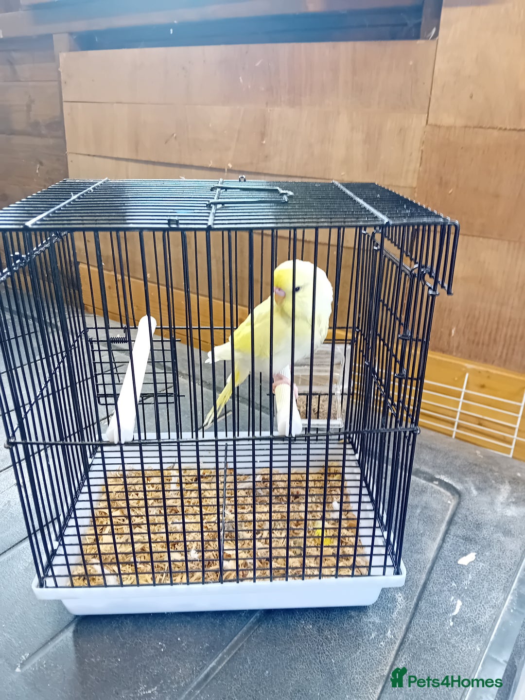 Budgerigars birds for sale: Young budgies  - Image 2