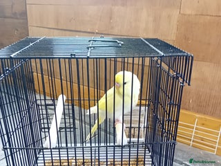 Budgerigars birds - Advert 37