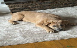 Mixed Breed dogs for sale: Chow bull ❤️ - Image 4