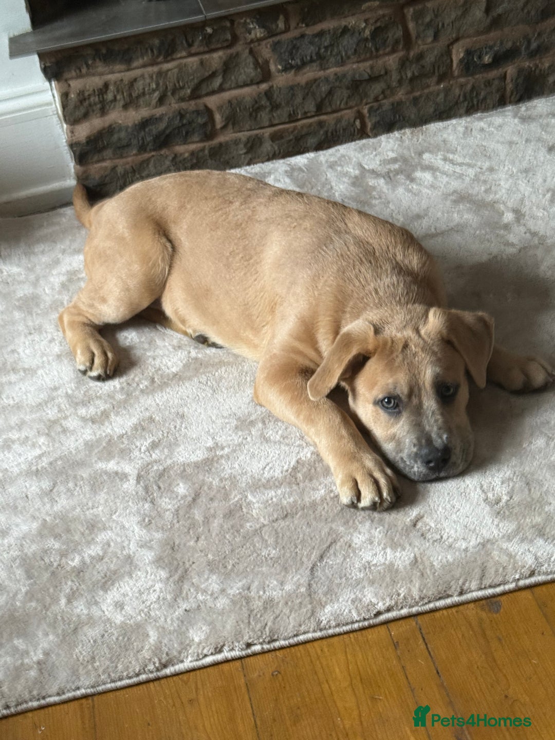 Mixed Breed dogs for sale: Chow bull ❤️ - Image 4