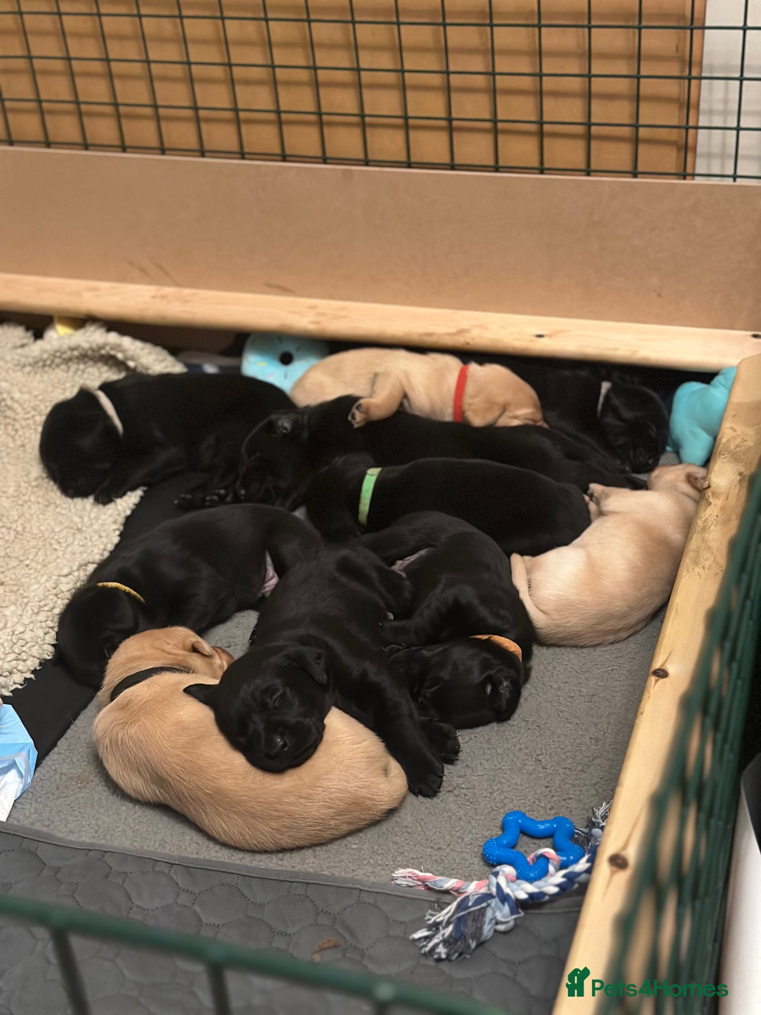 Labrador Retriever dogs Beautiful KC Labrador Puppies – Black & Fox Red - Advert 5