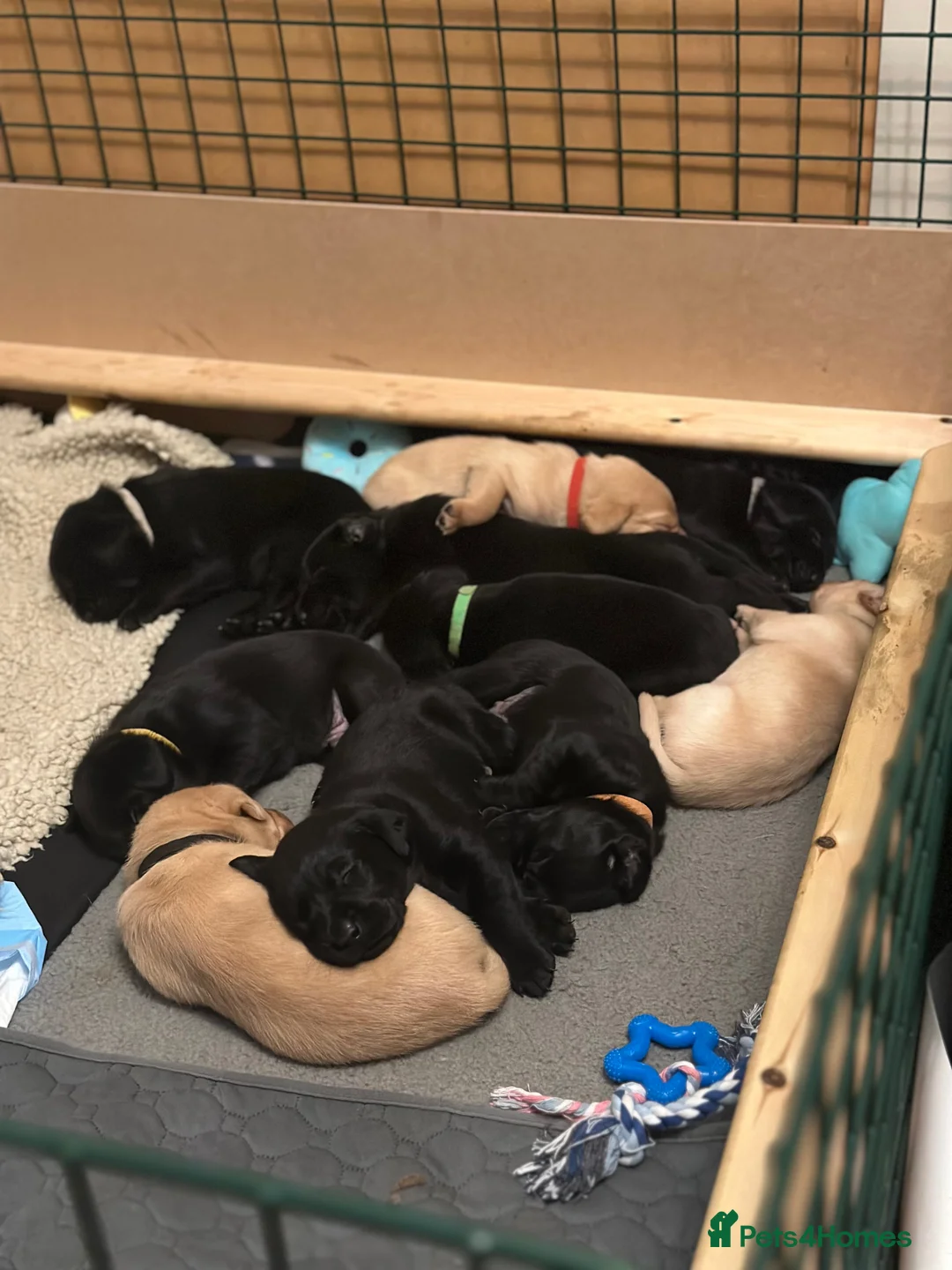 Labrador Retriever dogs for sale: Beautiful KC Labrador Puppies – Black & Fox Red in Hertford - Advert 1