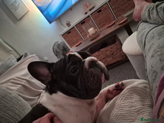 French Bulldog dogs for sale: Male French bulldog - Advert 1